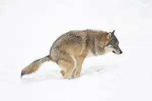 Excrement: European Wolf winter