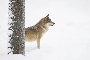 Carnivorous: European Wolf winter