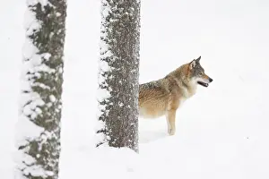 Carnivorous: European Wolf winter