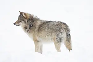 Carnivorous: European Wolf winter