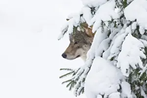 Carnivorous: European Wolf winter