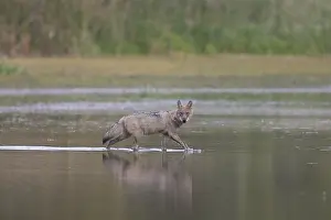 181218: European Wolf - wolf in shallow water - Saxony, Germany