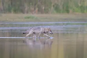 181218: European Wolf - wolf in shallow water - Saxony, Germany