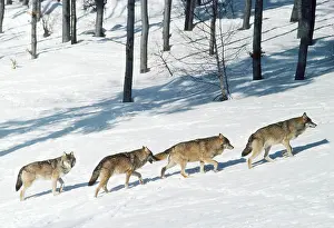 EUROPEAN WOLF - x four, walking though snow
