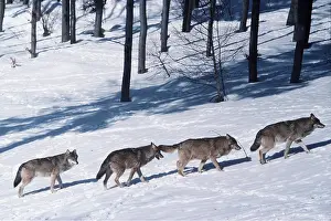 Lines: European WOLF - x four walking across snow