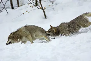 Rank: European Wolf - Young animal attacking the rank