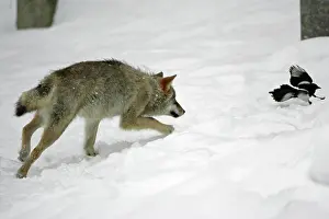 Scavanger: European Wolf - young animal chasing magpie in