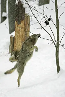 Magpies: European Wolf - young animal jumping after magpie