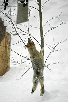 Magpies: European Wolf - young animal jumping after magpies