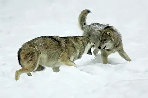 Note: European Wolf - young wolf confronting rank weakest