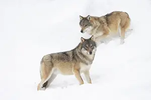 Carnivorous: European Wolfs winter