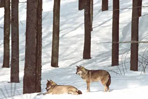 Wolves: EUROPEAN WOLVES - in snow covered forest