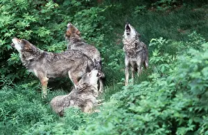 Howling: EUROPEAN WOLVES - x four, howling pack in forest