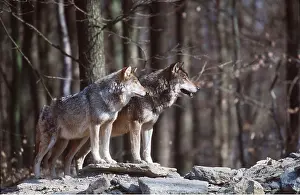 Wolves: EUROPEAN WOLVES - x two side by side in forest