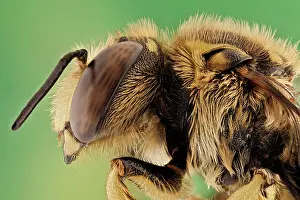 Bougainvillea: or European wool carder bee (Anthidium manicatum
