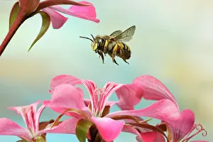 Geranium: European wool carder bee (Anthidium manicatum)