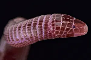 Blind: European worm lizard (Blanus cinereus), Spain