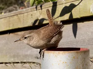 030518: European wren - UK
