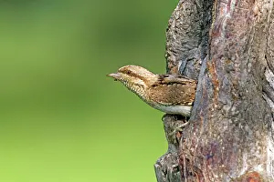Leaving: European Wryneck - emerging from nest entrance Bulgaria