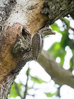 150321: European Wryneck - at entrance to nest with bill
