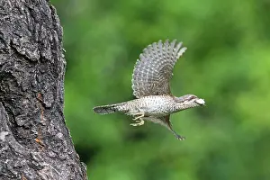 Leaving: European Wryneck - leaving nest with dropping sack