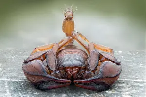 Scorpiones: European yellow tailed scorpion (Euscorpius flavicaudis)