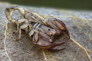 Scorpiones: European yellow tailed scorpion (Euscorpius flavicaudis)