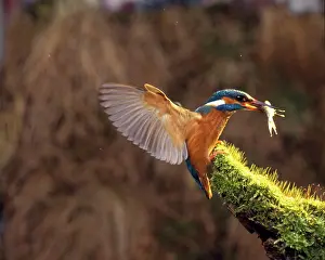 Zdenek Tunka: Europen Kingfisher - with fish