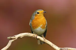 Utrecht: Europian Robin (Erithacus rubecula) perched, Th