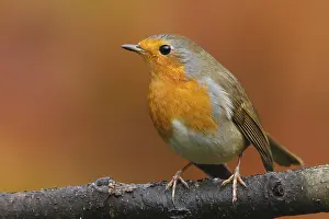 Utrecht: Europian Robin (Erithacus rubecula) perched, Th