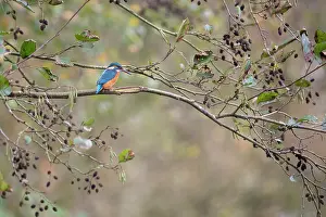 Eurpean: Eurpean Kingfisher