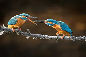 Alcedo: Eurpean Kingfisher