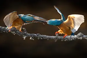 Alcedo: Eurpean Kingfisher