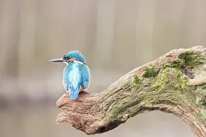 Alcedo: Eurpean Kingfisher