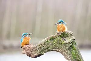 Alcedo: Eurpean Kingfisher