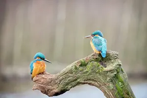 Alcedo: Eurpean Kingfisher