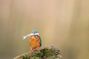 Alcedo: Eurpean Kingfisher