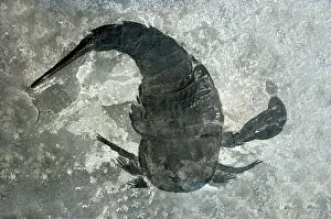 Silurian: Eurypterid