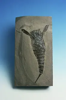 Matrix: Eurypterid Fossil