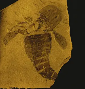 Silurian: Eurypterid Fossil