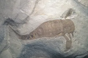 Paleozoic: Eurypterid Fossil