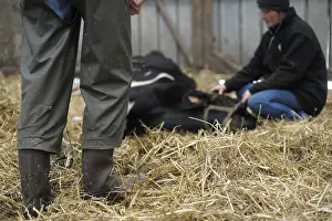 Killed: Euthanasia of a Holstein cow suffering in France