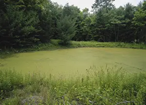 Eutrophic: Eutrophic Pond