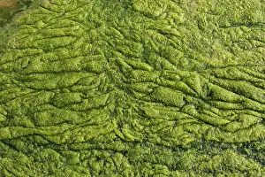 Fertilizer: Eutrophication - Algal bloom of blanket weed in