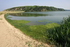 Fertilizer: Eutrophication - Algal bloom on freshwater lake