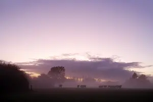 Mists: Evening frog in a field with cows Domfront France