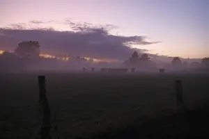 Mists: Evening frog in a field with cows Domfront France