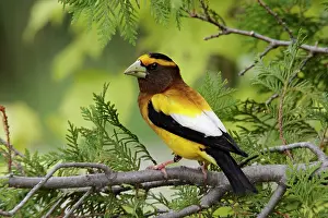 Grosbeaks: Evening Grosbeak