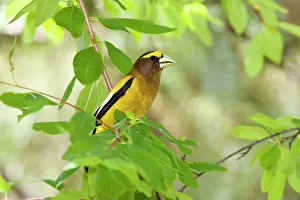 Grosbeaks: Evening Grosbeak