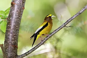 Grosbeaks: Evening Grosbeak